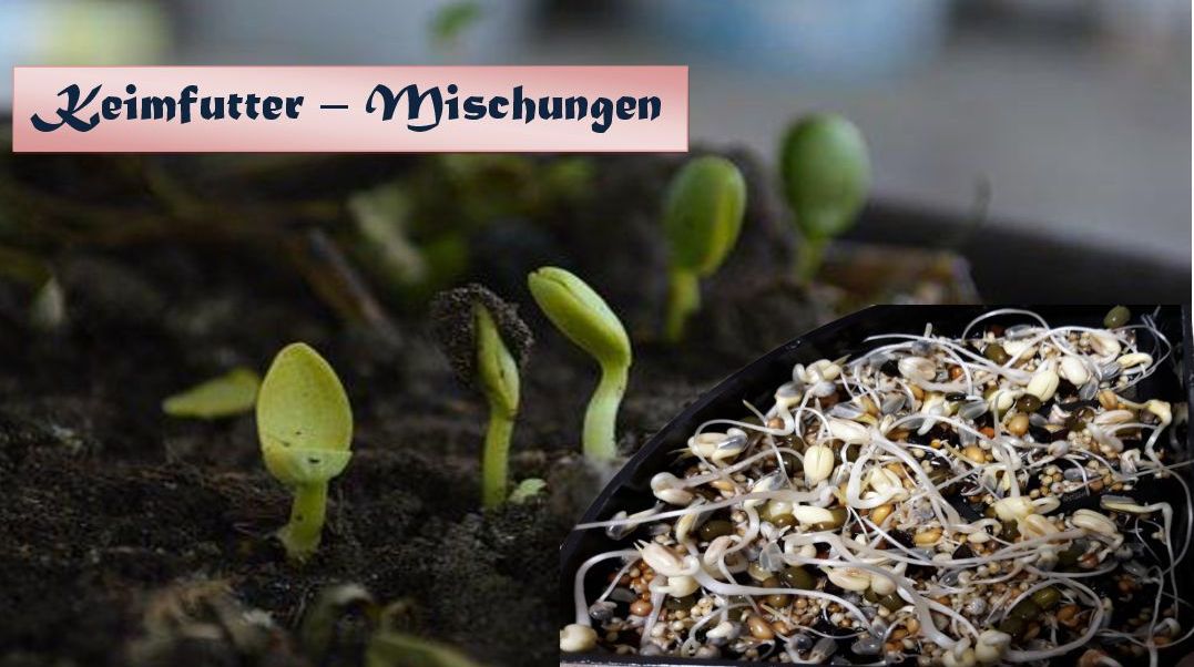 Keimfutter - Mischungen eine Spezialität aus unserem Haus